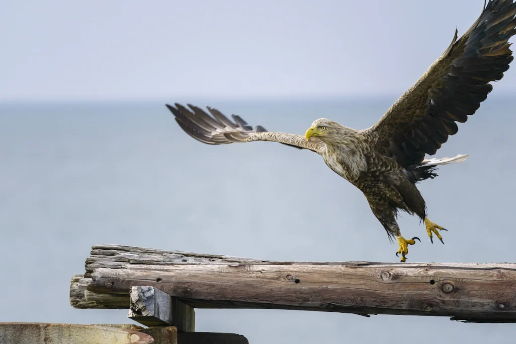 Wildlife Photography