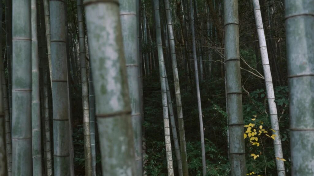 A dense thicket of bamboo stalks in a tranquil Jiangnan forest, captured with the Sigma 35mm F1.4 DG DN | Art series lens. The image demonstrates the lens's ability to resolve intricate textures and natural green tones with edge-to-edge clarity. This professional prime lens, available through Sigma Pakistan official and Hope Enterprises, is ideal for environmental storytelling and humanistic photography.