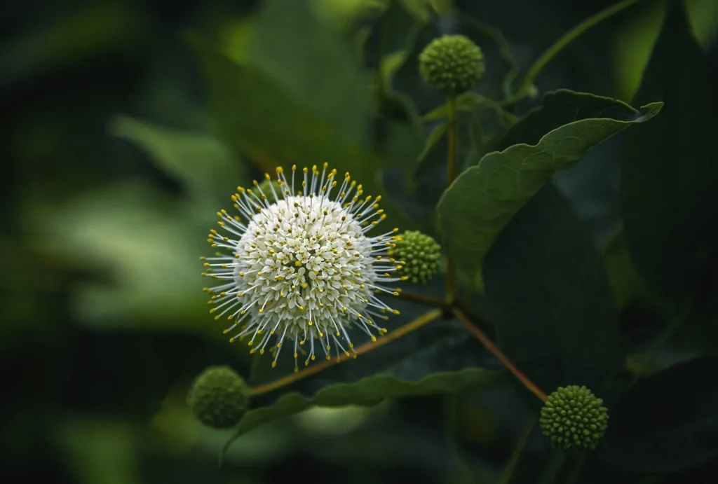 This beautiful button bush stuck out to me with its lovely, round, white and yellow blooms up against the dark green foliage.
Mountain Compression with Sigma 100-400mm